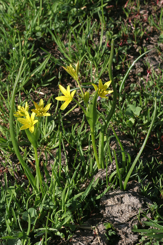 Gagea fragifera / Gagea fistolosa